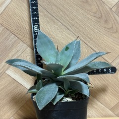 アガベ　ドラゴントゥース　子株付き⭐︎鉢ごとの画像