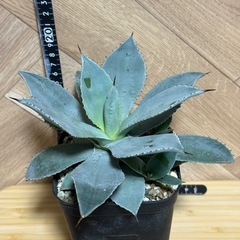 アガベ　ドラゴントゥース　子株付き⭐︎鉢ごとの画像