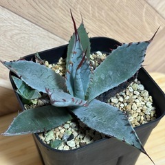 アガベ　屈原の舞扇　子株付き⭐︎鉢ごとの画像