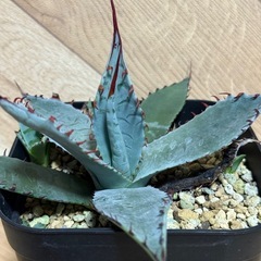 アガベ　屈原の舞扇　子株付き⭐︎鉢ごとの画像