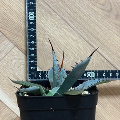 アガベ　屈原の舞扇　子株付き⭐︎鉢ごとの画像