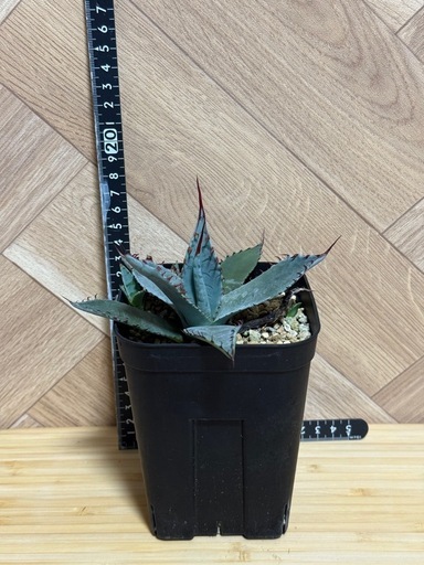 アガベ屈原の舞扇子株付き⭐︎鉢ごと (urushi) 印西のその他の中古