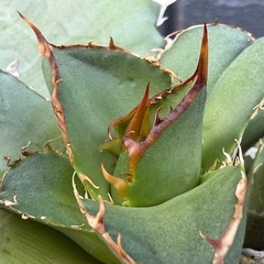 アガベ　オアハカ　オテロイ　縦割り天芽の画像