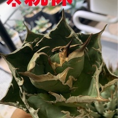 アガベ　オアハカ　オテロイ　縦割り天芽の画像