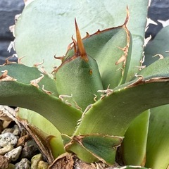 アガベ　オアハカ　オテロイ　縦割り天芽の画像