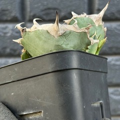 アガベ　オアハカ　オテロイ　縦割り天芽の画像