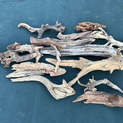 天然流木（画像の全て）の画像