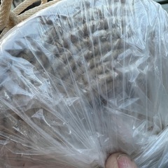 ゴザ　お部屋用（茶の間などに）の画像