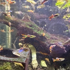 外国産
グッピーの画像