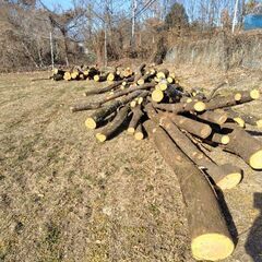 広葉樹、ケヤキ、サクラ玉切り軽トラ配達。の画像