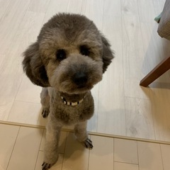 人大好きミニチュアプードル