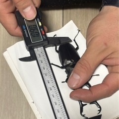 【歳末特価】ギラファノコギリクワガタ幼虫5頭の画像