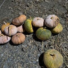 カボチャの画像