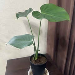 サンセベリアとモンステラ2点の画像