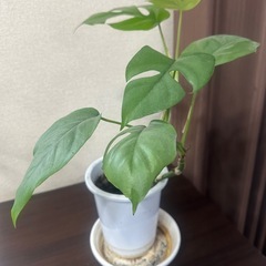 サンセベリアとモンステラ2点の画像