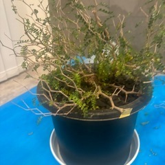 オペルクリカリア   パキプス塊根4センチの画像