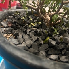 オペルクリカリア   パキプス塊根4センチの画像