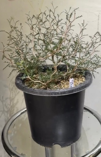 オペルクリカリア パキプス塊根4センチ