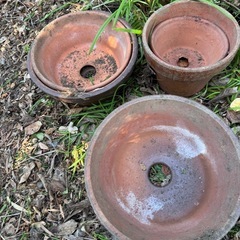 　無料　鉢6個セットの画像