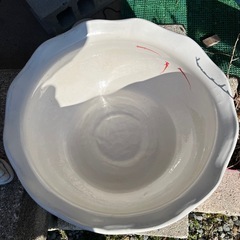 睡蓮鉢(メダカ)の画像