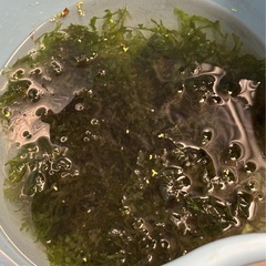 水草　モスファン　無料ですの画像