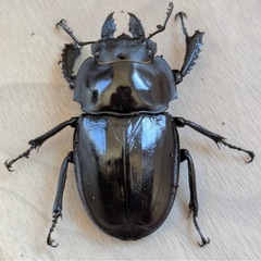 西表島東部　後良川産　ヤエヤママルバネクワガタ完全大歯　トリオ　♂♀♀の画像