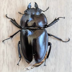 西表島東部　後良川産　ヤエヤママルバネクワガタ完全大歯　トリオ　♂♀♀の画像