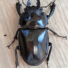 西表島東部　後良川産　ヤエヤママルバネクワガタ　トリオ　♂♀♀の画像