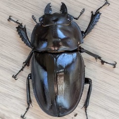 西表島東部　後良川産　ヤエヤママルバネクワガタ　トリオ　♂♀♀の画像