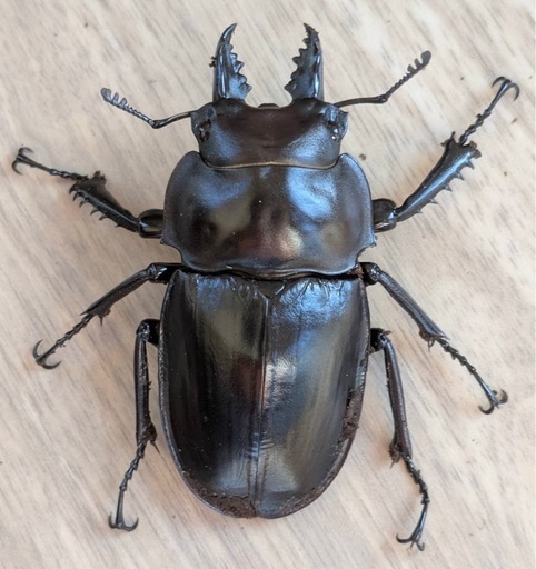 西表島東部後良川産ヤエヤママルバネクワガタトリオ♂♀♀ (なさ) 中央