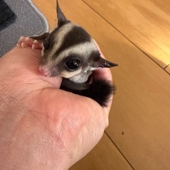 フクロモモンガ男の子 （約脱囊3～4ヶ月）