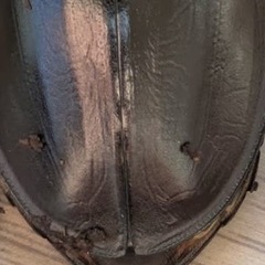 西表島東部　後良川産　ヤエヤママルバネクワガタ　トリオ　♂♀♀ の画像