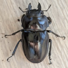 西表島東部　後良川産　ヤエヤママルバネクワガタ　トリオ　♂♀♀ の画像