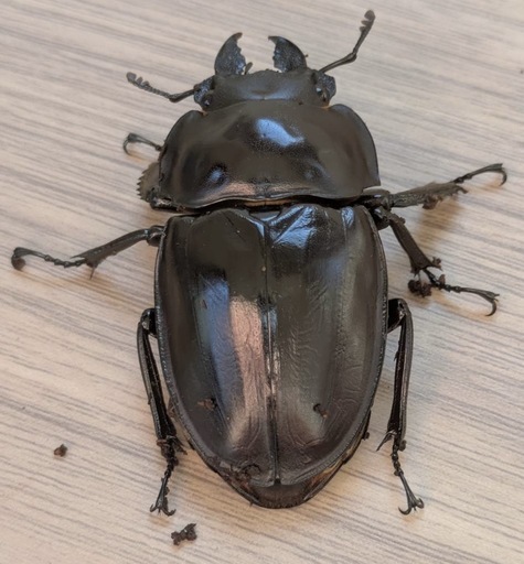 西表島東部後良川産ヤエヤママルバネクワガタトリオ♂♀♀ (なさ) 中央