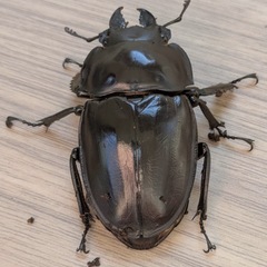 西表島東部　後良川産　ヤエヤママルバネクワガタ　トリオ　♂♀♀ の画像