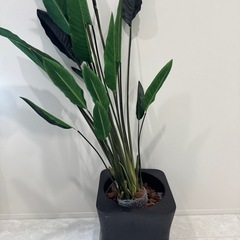 フェイクグリーン　観葉植物の画像