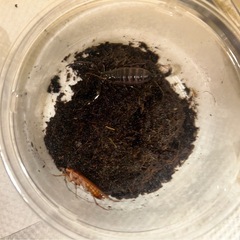 Heterometrus longimanus 幼体3匹　アジアンロングクロースコーピオン　チャグロサソリの画像