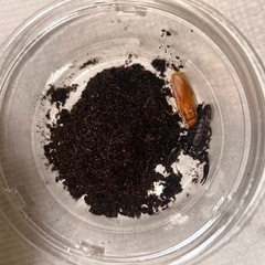 Heterometrus longimanus 幼体3匹　アジアンロングクロースコーピオン　チャグロサソリの画像