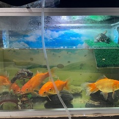 熱帯魚　金魚の画像