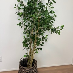 フェイクグリーン　観葉植物の画像