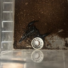 Heterometrus longimanus 成体ペア  アジアンロングクロースコーピオン　チャグロサソリの画像