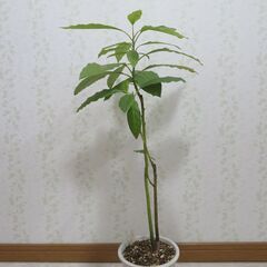 アボカド実生苗の画像