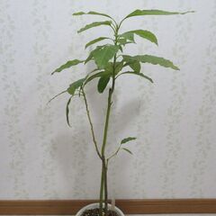 アボカド実生苗の画像