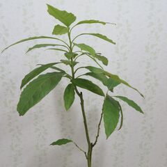 アボカド実生苗の画像