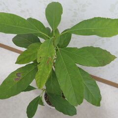 アボカド実生苗の画像