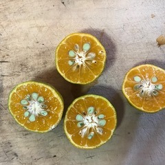 無農薬シークヮーサー　1kgの画像