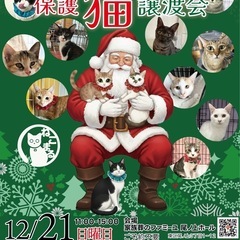 🧑‍🎄🐈🎄ねこまる🌟クリスマス🎄保護猫譲渡会🐈‍⬛ファミー…
