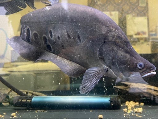 スポッテットナイフ　大型魚　熱帯魚
