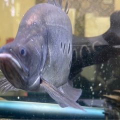 スポッテットナイフ　大型魚　熱帯魚の画像