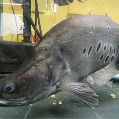 スポッテットナイフ　大型魚　熱帯魚の画像